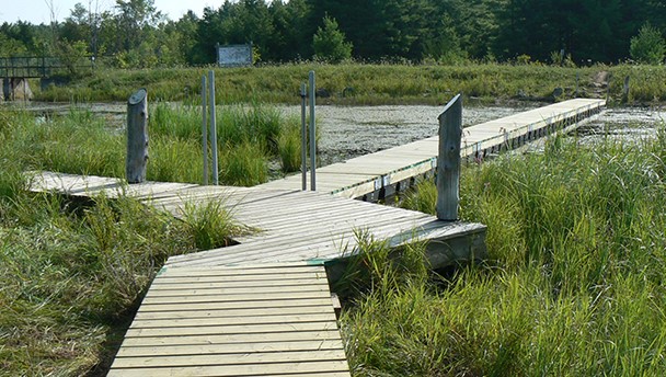 Bognor Marsh